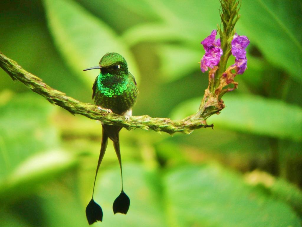 Mindo Garden Lodge And Wildlife Reserve Buitenkant foto