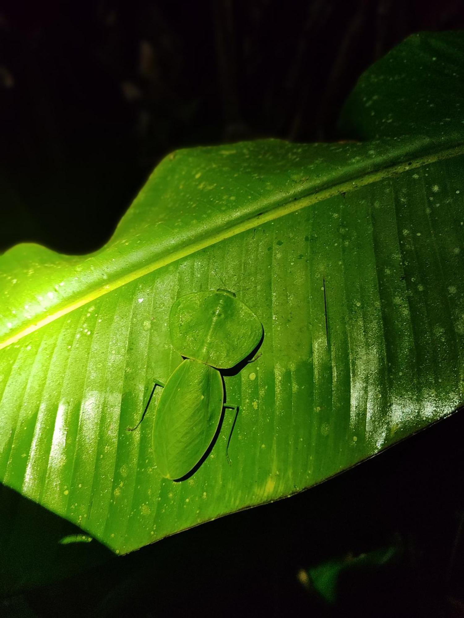 Mindo Garden Lodge And Wildlife Reserve Buitenkant foto