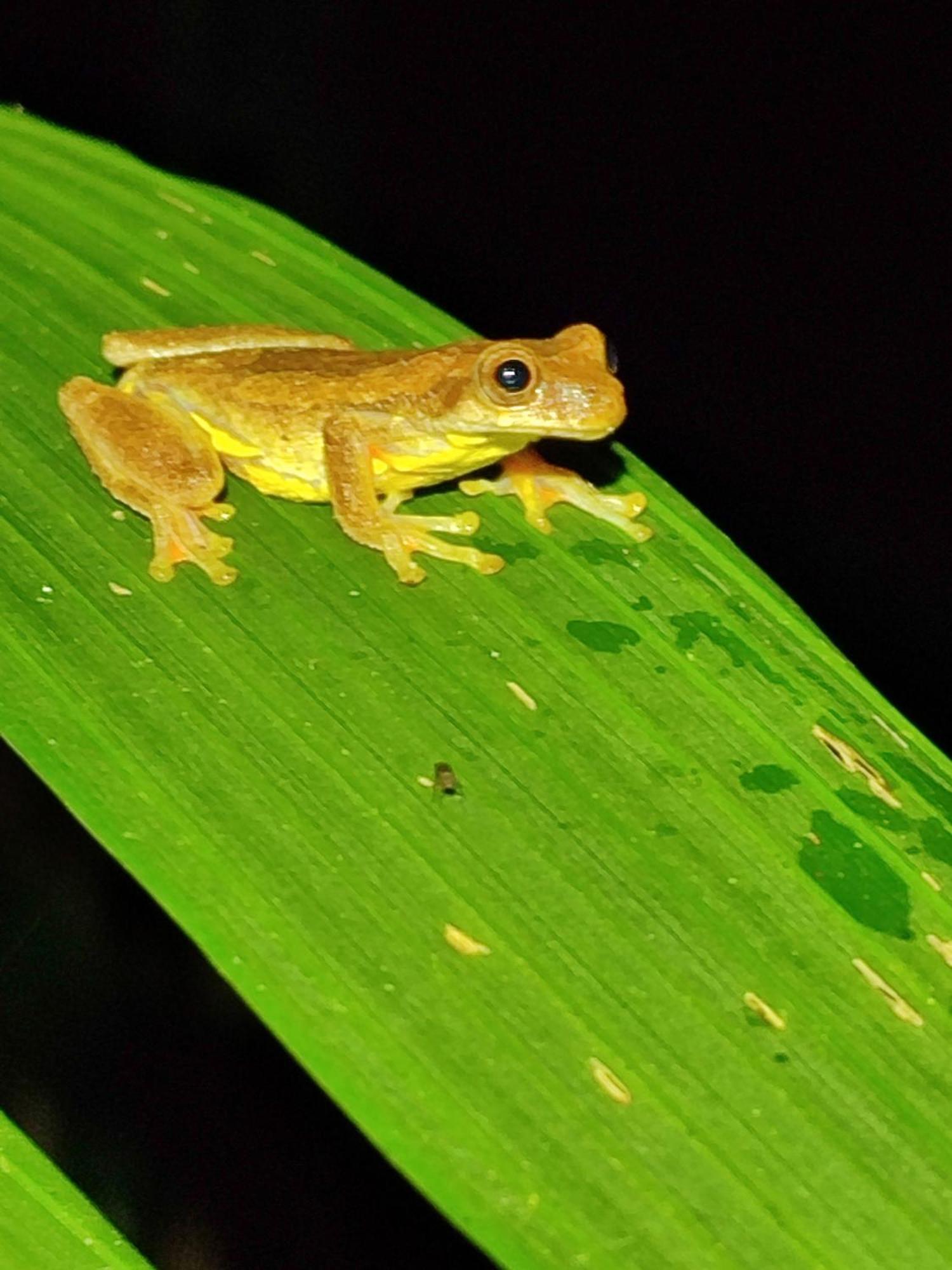 Mindo Garden Lodge And Wildlife Reserve Buitenkant foto