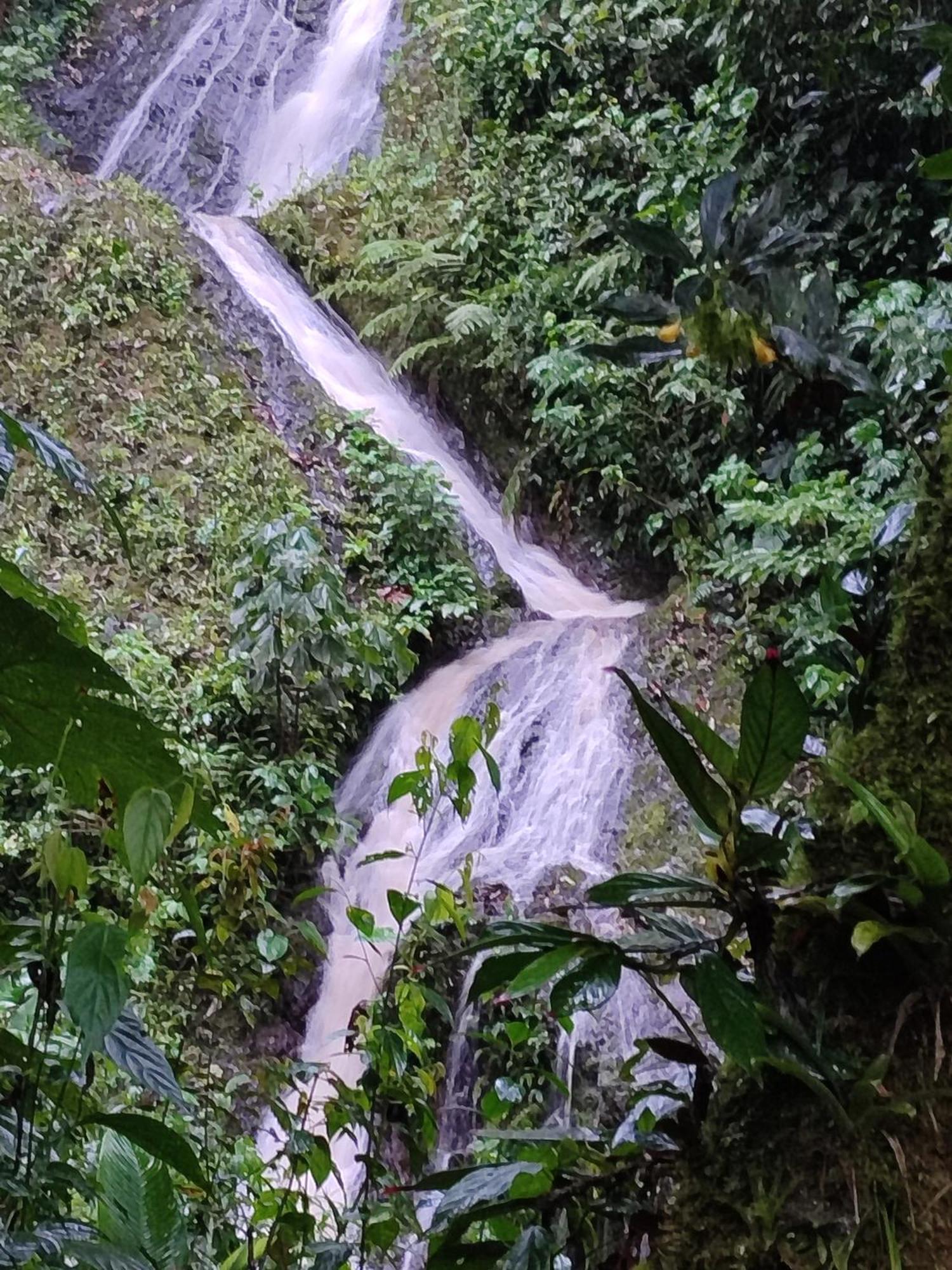 Mindo Garden Lodge And Wildlife Reserve Buitenkant foto