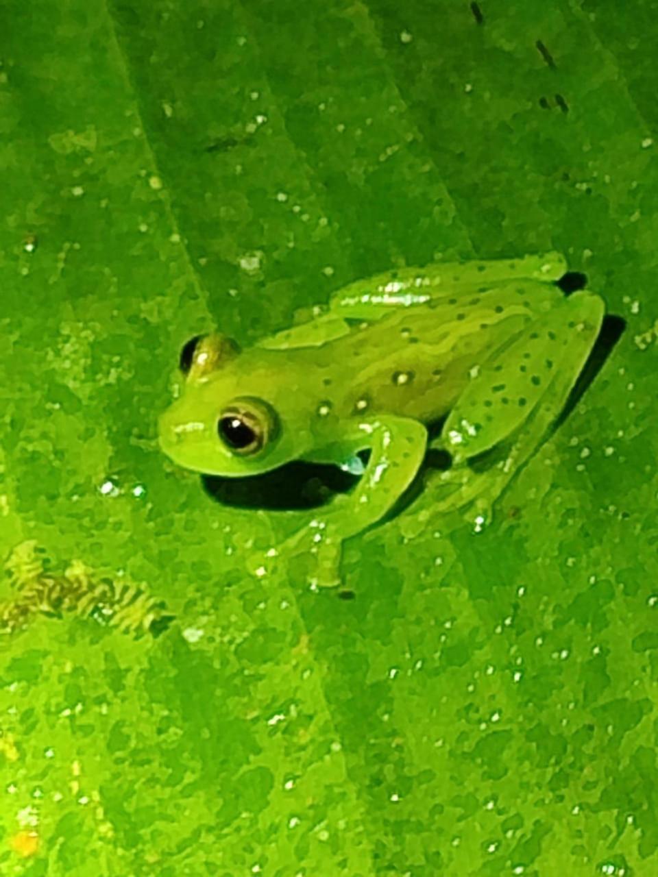 Mindo Garden Lodge And Wildlife Reserve Buitenkant foto