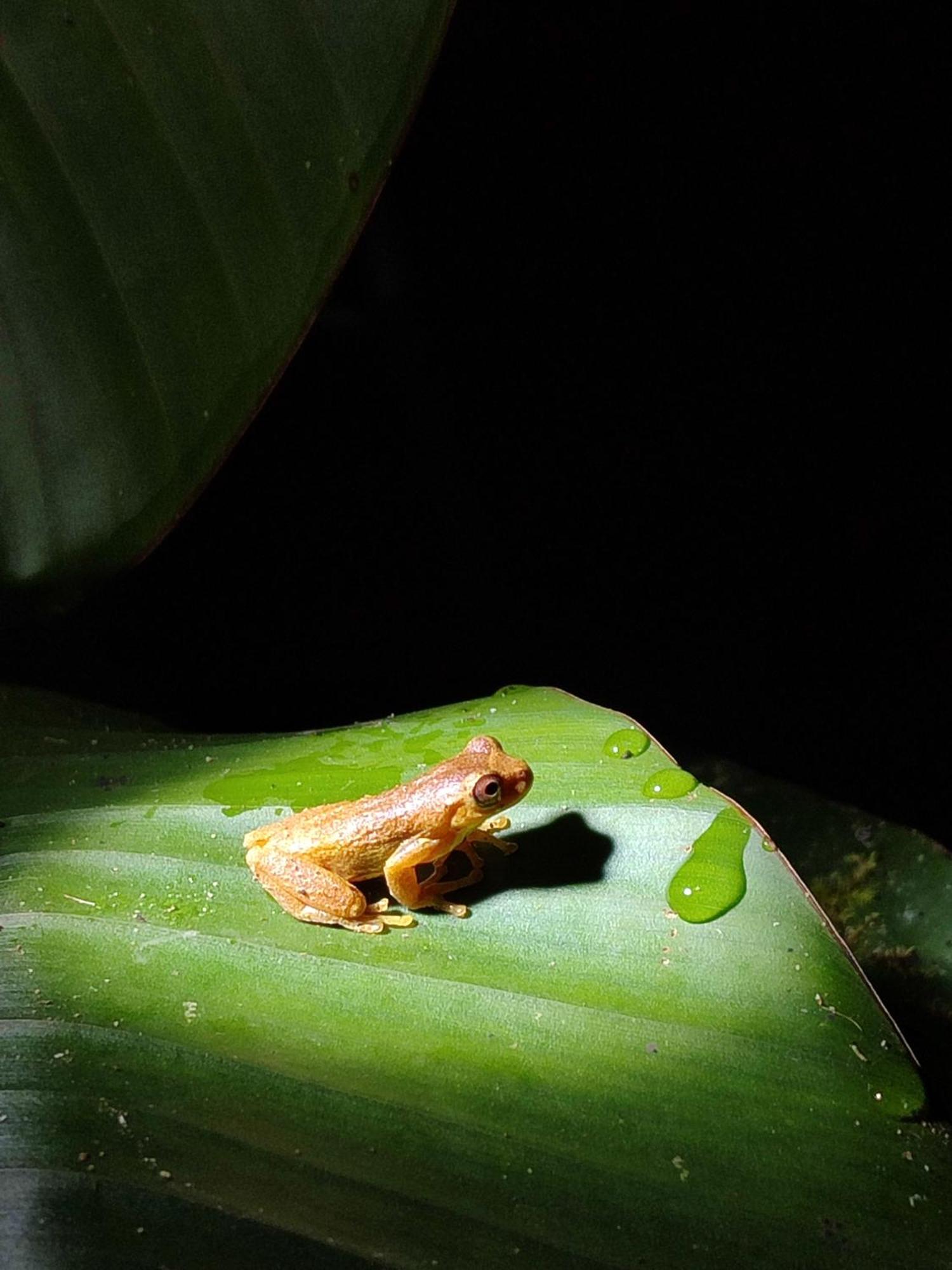 Mindo Garden Lodge And Wildlife Reserve Buitenkant foto
