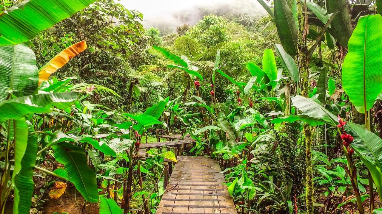 Mindo Garden Lodge And Wildlife Reserve Buitenkant foto