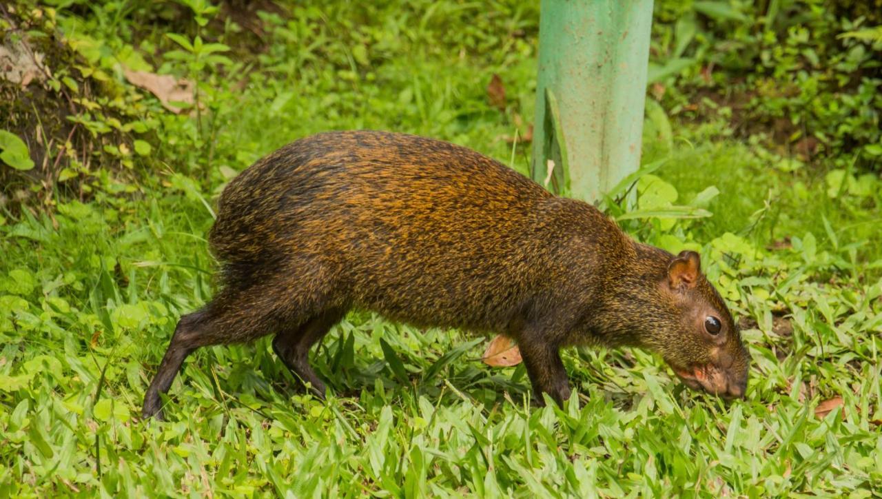 Mindo Garden Lodge And Wildlife Reserve Buitenkant foto